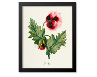 Opium Poppy Flower Art Print, Botanical Art Print, Flower Wall Art, Flower Print, Red Flower Art Print, Home Decor