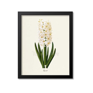 Hyacinth Flower Art Print, Botanical Art Print, Flower Wall Art, Flower Print, Floral Print, Home Decor, white
