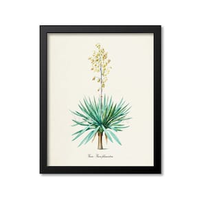 Yucca Flower Art Print, Botanical Art Print, Flower Wall Art, White Flower Art Print, New Mexico state flower, Yucca filamentosa
