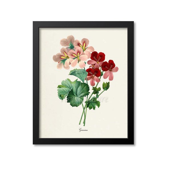 Geranium Flower Art Print, Botanical Art Print, Flower Wall Art, Flower Print, Floral Print, Redoute Art, pink, red, green, Geranium Art