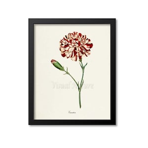 Carnation Flower Art Print, Botanical Art Print, Flower Wall Art, Flower Print, Floral Print, red, white