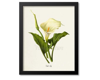 Calla Lily Flower Art Print, Botanical Art Print, Flower Wall Art, Flower Print, Floral Print, White Lily