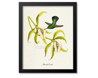 Blue-tailed Emerald Hummingbird Print, Bird Art Print, Bird Art, Bird Poster, Flower Art, Floral Garden, Hummingbird Wall Art, green
