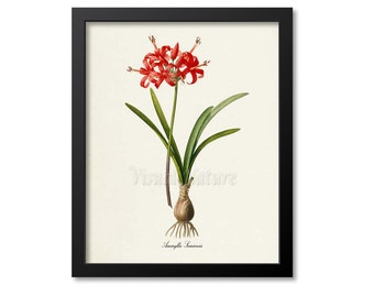 Amaryllis Flower Art Print, Botanical Art Print, Guernsey Lily Flower Wall Art, Flower Print, Floral, Redoute,red,green, Amaryllis Samiensis