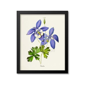 Columbine Flower Art Print, Botanical Art Print, Flower Wall Art, Flower Print, Floral Print, blue flower art print