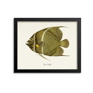Gray Angelfish Art Print, Gray Angelfish Art Print, Gray Angelfish Wall Art,Gray Angelfish Print, Sea Life, Ocean Art, Pomacanthus arcuatus
