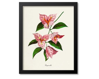 Bougainvillea Flower Art Print, Botanical Art Print, Flower Wall Art, Flower Print, Floral Print, Pink Flower