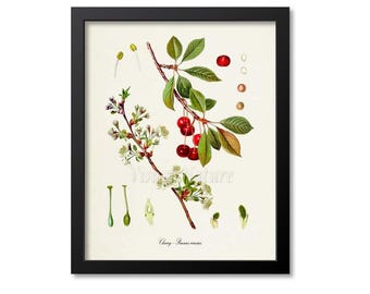 Impresión botánica de cereza, impresión artística de cereza, decoración de pared de frutas, impresión de frutas, arte de cocina, jardín, cerezas, Cerasus domestica