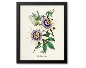 Blue Passion Flower Art Print, Botanical Art Print, Flower Wall Art, Flower Print, Floral, blue white flower art print