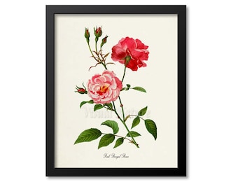 Pink Bengal Roses Flower Art Print, Rose Botanical Art Print, Flower Wall Art, Flower Print, Floral Print, pink