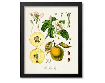 Quince Botanical Print, Quince Botanical Art Print, Quince Wall Art, Quince Decor, Kitchen Art Print, Cydonia Vulgaris