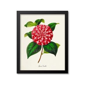 Japanese Camellia Flower Art Print, Botanical Art Print, Flower Wall Art, Flower Print, Floral Print, white, red, Camellia japonica