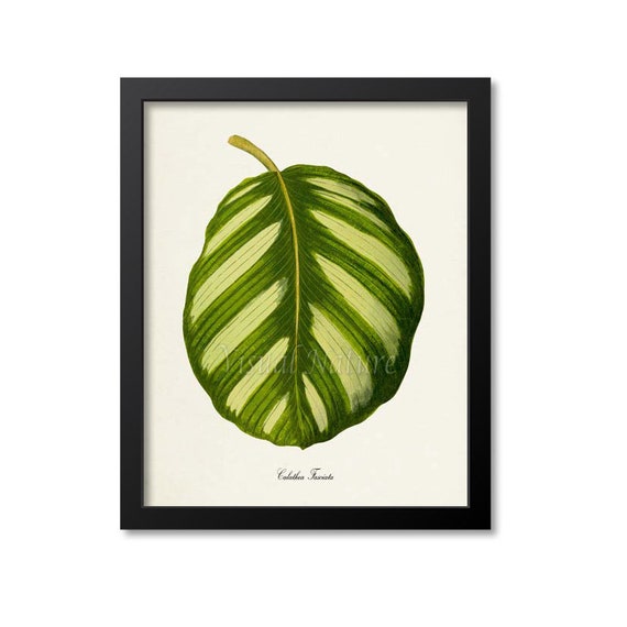 efeutute stab Epipremnum aureum (Efeutute) – Jungle Leaves main image 1