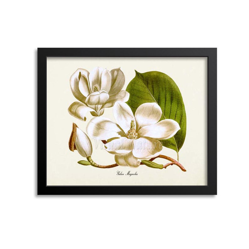 Yulan Magnolia Flower Art Print Botanical Art Printflower | Etsy