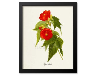 Hybrid Abutilon Flower Art Print, Botanical Art Print, Flower Wall Art, Flower Print, Red Flower Art Print, Home Decor