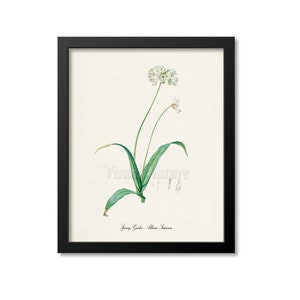 May include: A vintage botanical illustration of a white spring garlic flower with green leaves. The illustration is framed in black and has the text "Spring Garlic - Allium Sativum" at the bottom.
