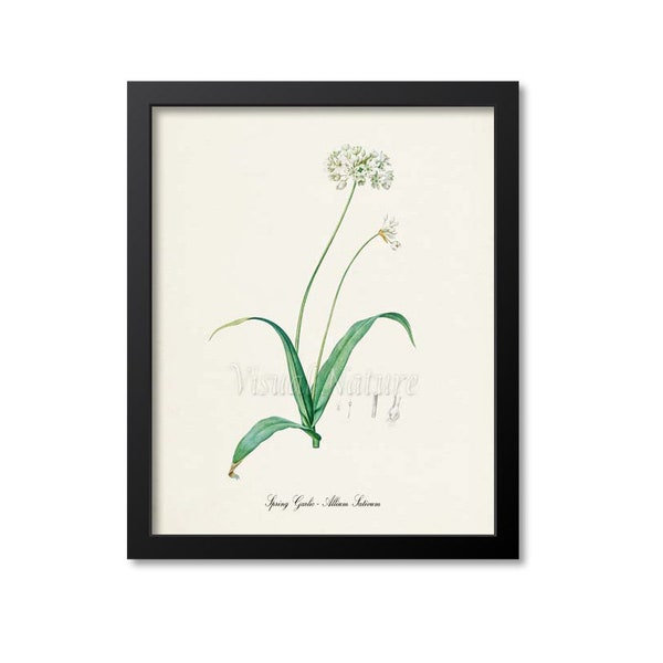 Spring Garlic Botanical Print, Spring Garlic Botanical Art Print, Spring Garlic Wall Art, Herb Print, Allium Sativum