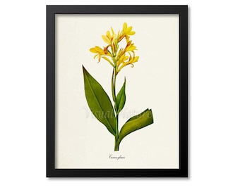 Maraca amarilla Flower Art Print, Water canna Botanical Art Print, Wall Art, Flower Print, Redoute, yellow, Louisiana canna, Canna glauca