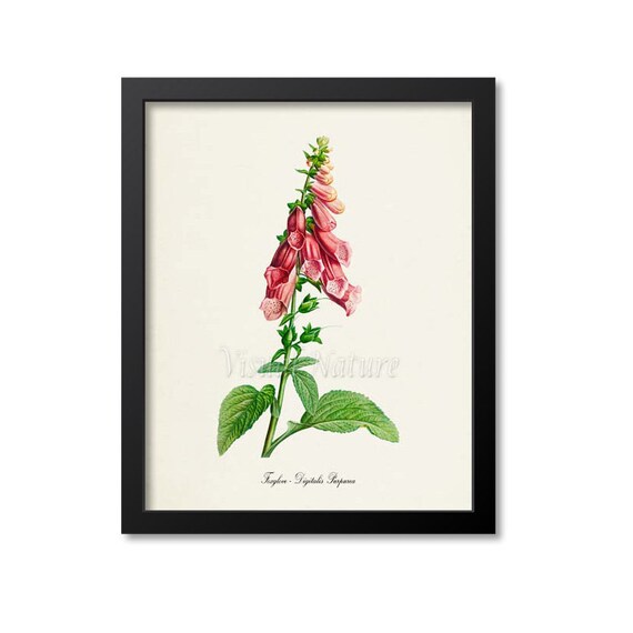 Foxglove Botanical Print, Foxglove Botanical Art Print, Foxglove  Wall Art, Foxglove Decor, Lady's Glove, Poison Plant, Foeniculum Vulgare
