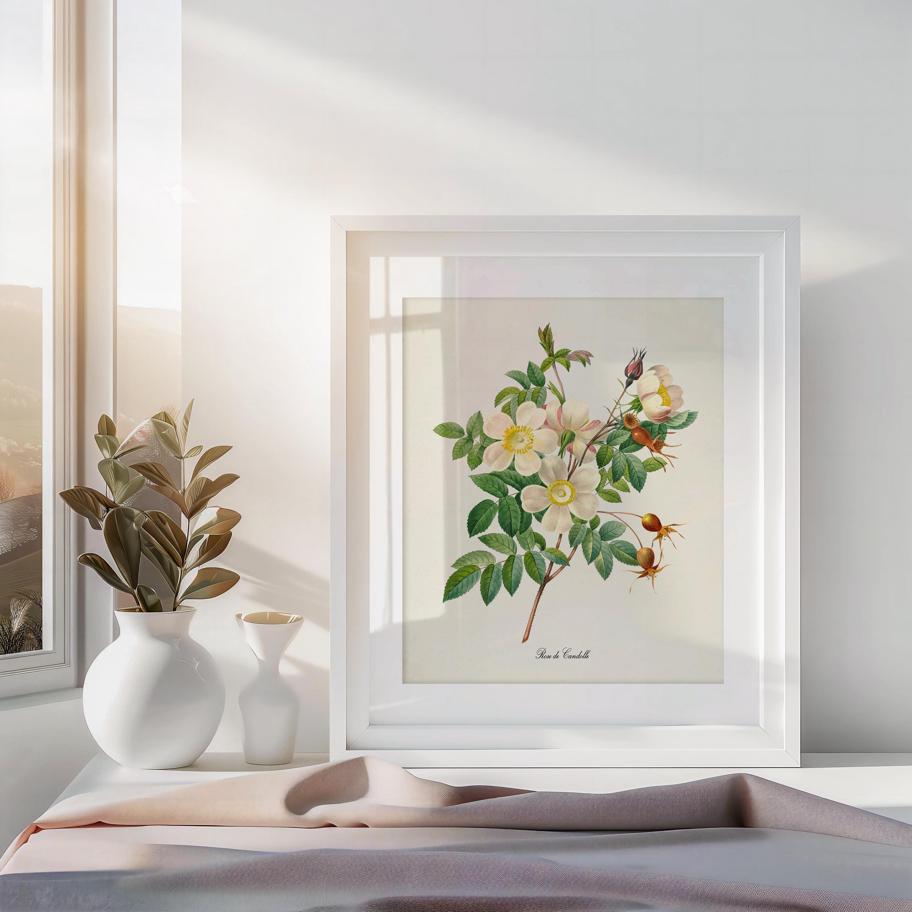 White Rose Flower Art Print, Rose Botanical Art Print, Flower Wall Art ...