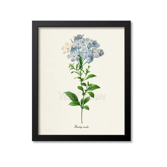 Plumbago Flower Art Print, Leadwort Botanical Art Print, Flower