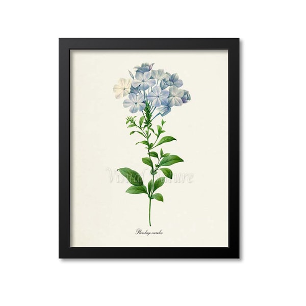 Plumbago Flower Art Print, Leadwort Botanical Art Print, Flower Wall Art, Flower Print, Floral Print, Redoute, blue,green, Plumbago caerulea