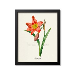 Amaryllis Flower Art Print, Botanical Art Print, Flower Wall Art, Flower Print, Floral Print, Redoute Art, red, Amaryllis equestre
