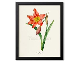 Amaryllis Flower Art Print, Botanical Art Print, Flower Wall Art, Flower Print, Floral Print, Redoute Art, red, Amaryllis equestre