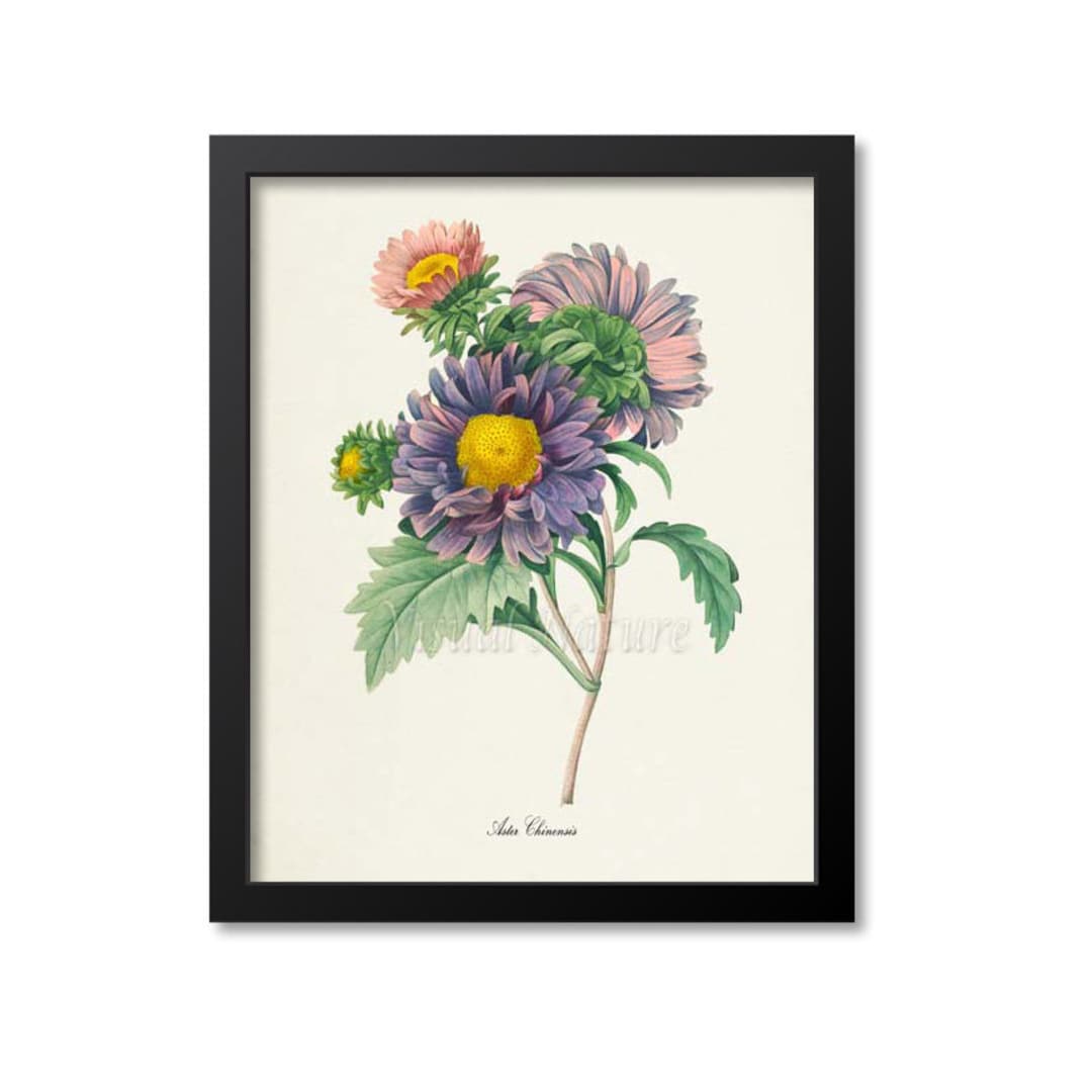 China Aster Flower Print, Flower Art Print, Botanical Print Flower Art ...