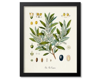 Peut inclure: Une illustration botanique vintage d'une branche d'olivier avec des fleurs blanches et des feuilles vertes. L'illustration montre également le fruit de l'olivier à différents stades de développement, y compris le bouton floral, le fruit en développement et l'olive mûre. Le texte "Olea. Olea Europea" est imprimé sous l'illustration.