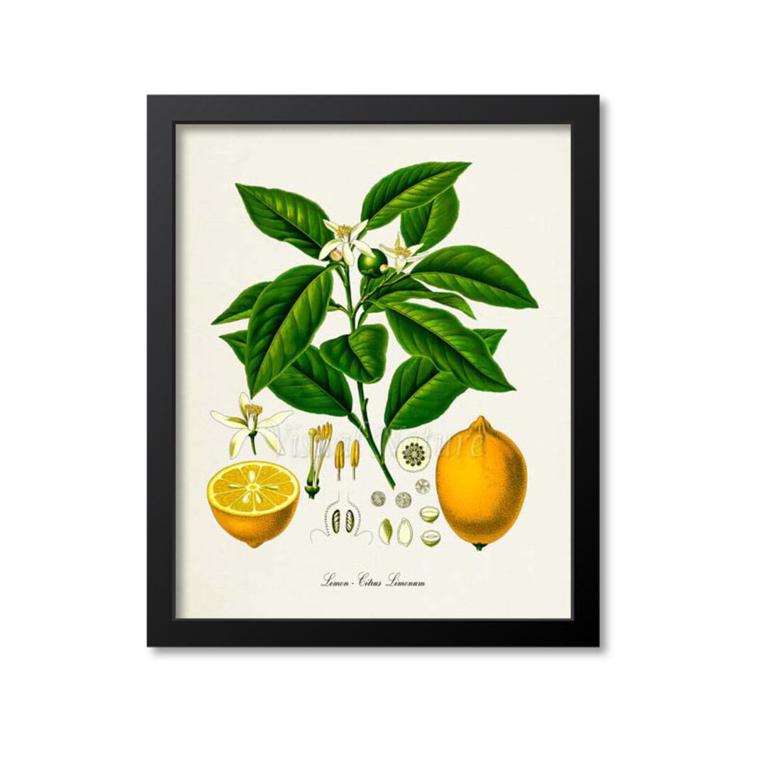 Lemon Botanical Print, Lemon Botanical Art Print, Lemon Wall Art, Lemon ...