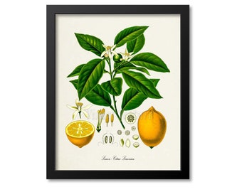 Lemon Botanical Print, Lemon Botanical Art Print, Lemon Wall Art, Lemon Decor, Kitchen Art Print, Citrus Limonum