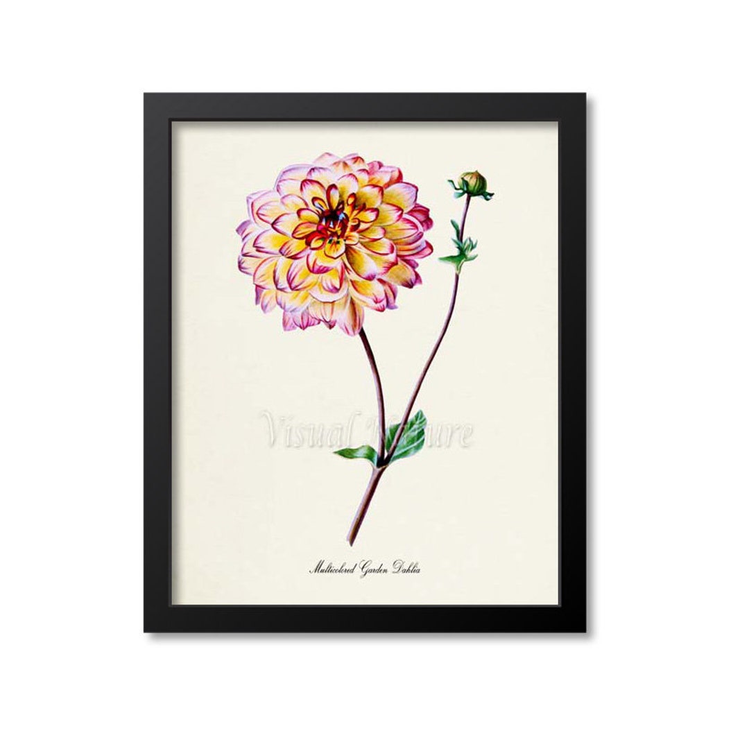 Multicolored Garden Dahlia Flower Art Print, Botanical Art Print ...