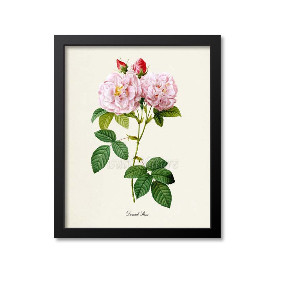 Botanical Print Damask Roses Flower Art Print, Rose Botanical Art Print