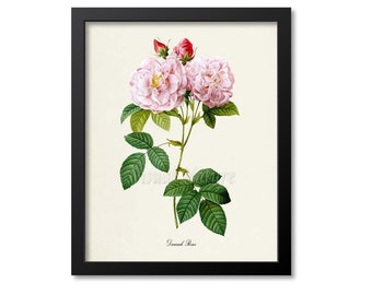 May include: A vintage botanical illustration of a pink Damask Rose with green leaves and buds. The illustration is framed in black.