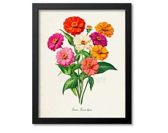 ジョアン アイザック(Joanne Izaac)「Zinnias」 Vintage Zinnias Illustration Wall Art - Etsy