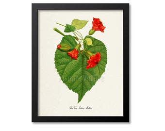 Red Vein Indian Mallow Flower Art Print, Botanical Art Print, Flower Wall Art, Flower Print, Red Flower Art Print,Home Decor,Chinese Lantern