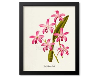 Curly Lipped Laelia Flower Art Print, Botanical Art Print, Flower Wall Art, Flower Print, Floral Print, pink, green