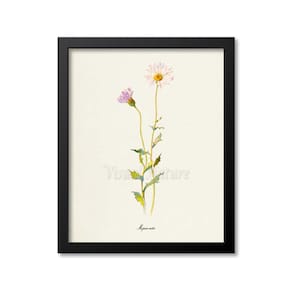 Mojave-aster Flower Art Print, Botanical Art Print, Flower Wall Art, Poppy Print, lavender flower, Xylorhiza tortifolia