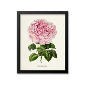 Queen Victoria Rose Flower Art Print, Rose Botanical Art Print, Flower Wall Art, Flower Print, Floral Print, pink