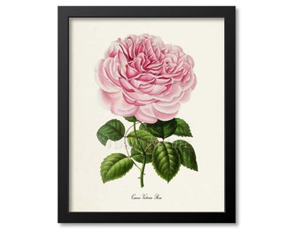May include: A framed print of a Queen Victoria Rose botanical illustration. The image shows a pink rose with green leaves and stem, set against a cream backdrop. The print is in a black frame, with the text "Queen Victoria Rose".
