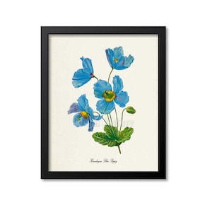Himalayan Blue Poppy Flower Art Print, Botanical Art Print, Flower Wall Art, Poppy Print, blue flower, Meconopsis betonicifolia