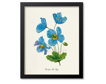 Himalayan Blue Poppy Flower Art Print, Botanical Art Print, Flower Wall Art, Poppy Print, blue flower, Meconopsis betonicifolia