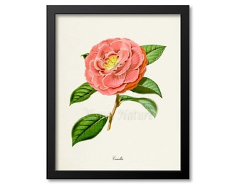Camellia Flower Art Print, Botanical Art Print, Flower Wall Art, Flower Print, Floral Print, Home Decor, pink