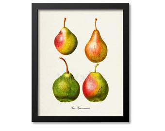 Pear Botanical Print Wall Art, Pear Fruit Print, Kitchen Wall Art, Pyrus communis