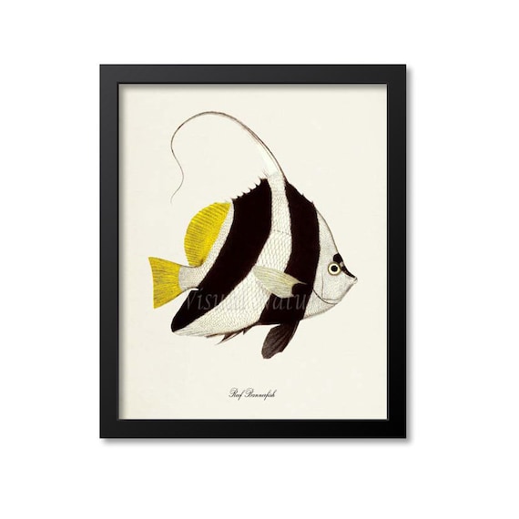 Reef Bannerfish Art Print Reef Bannerfish Art Print Etsy