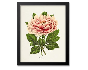 Pink Tree Peony Flower Art Print, Botanical Art Print, Flower Wall Art, Flower Print, Floral Print, Pink Peony Art Print