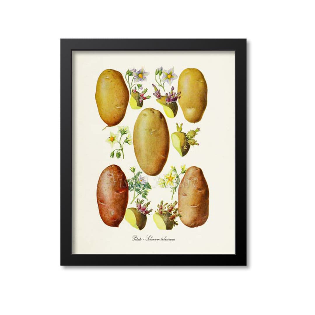Potato Botanical Print, Potato Botanical Art Print, Potato Wall Art