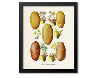 Potato Botanical Print, Potato Botanical Art Print, Potato Wall Art, Potato Decor, Solanum tuberosum