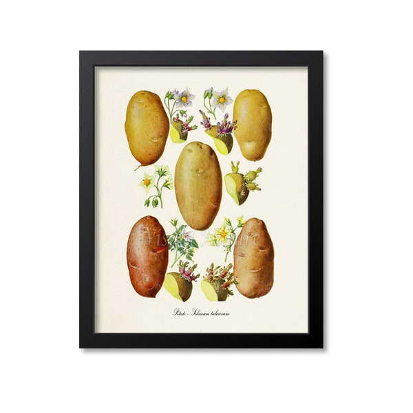 Potato Botanical Print, Potato Botanical Art Print, Potato Wall Art, Potato Decor, Solanum tuberosum